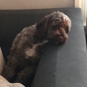 Meet your Posher, Alex